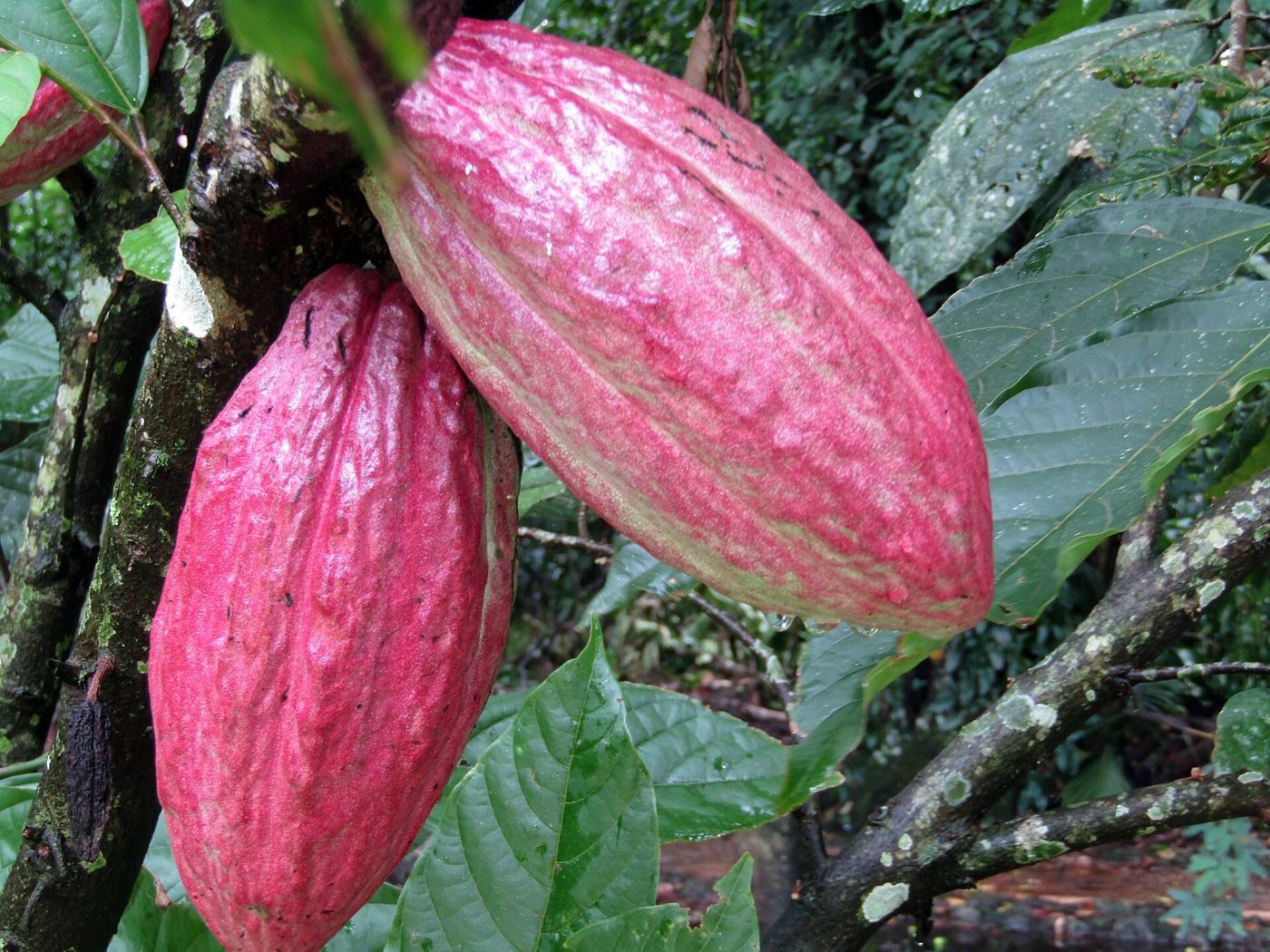 Chocolate route in Santa Cruz de Yojoa