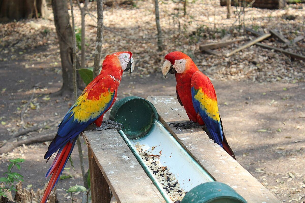 Copán Ruinas